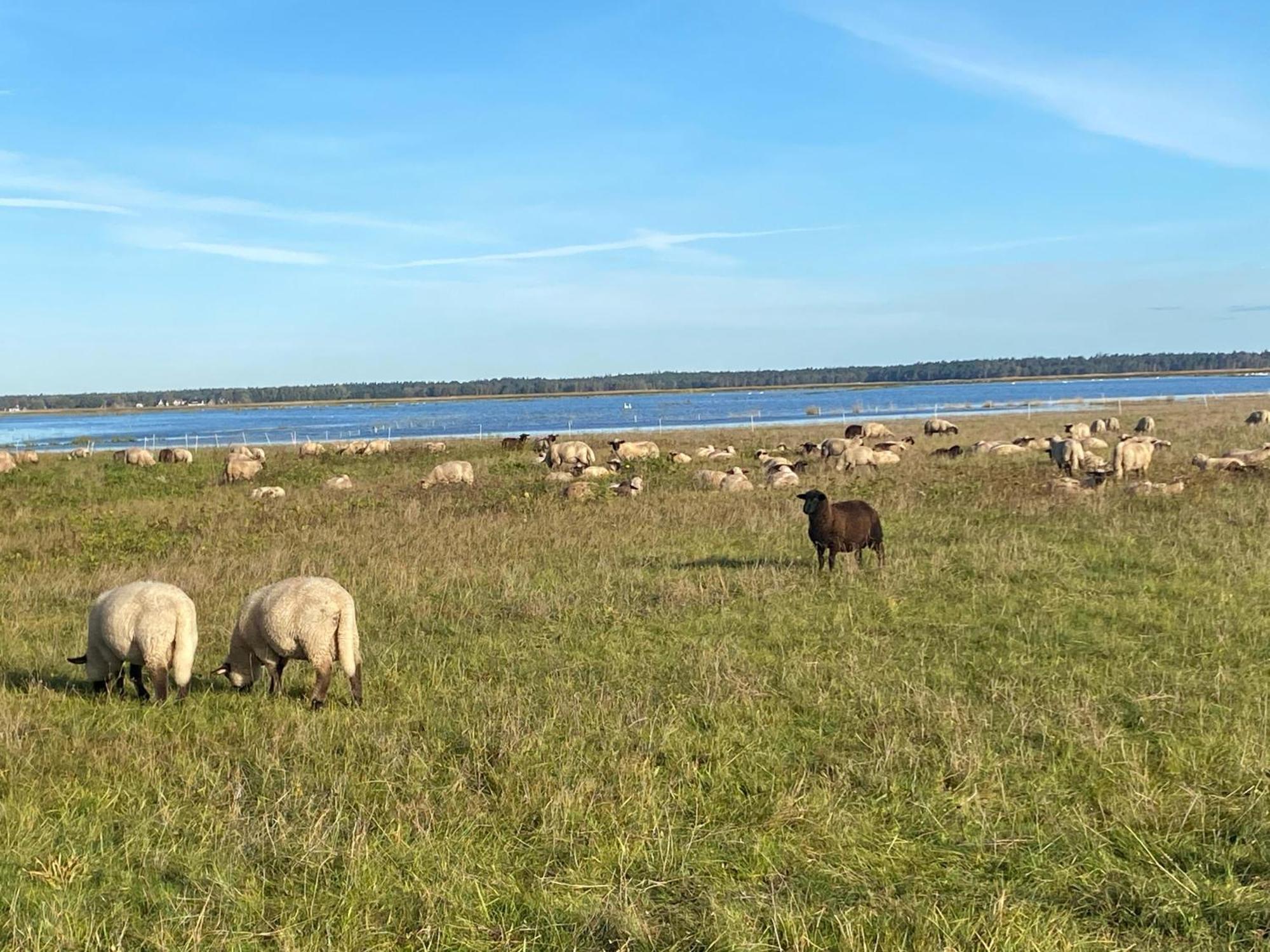 Urlaub Unterm Reetdach Auf Dem Darss Vila Fuhlendorf  Exterior foto